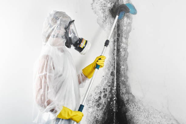 Best Real Estate Mold Inspection  in Brookhaven, WV