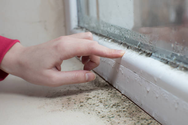 Best Dehumidification Services  in Brookhaven, WV