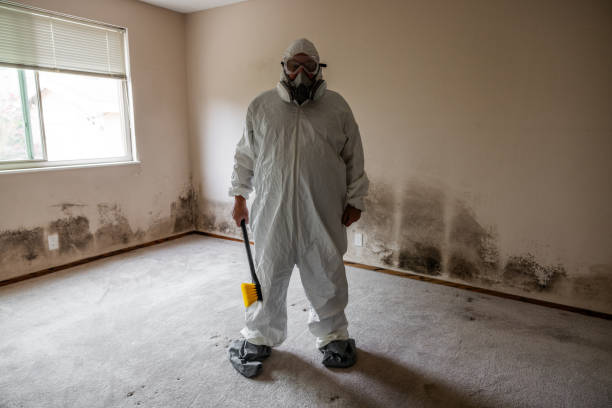 Best Asbestos and Lead Testing During Mold Inspection  in Brookhaven, WV